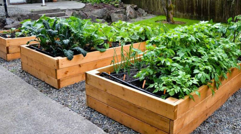 Huerto en la terraza: cómo hacer una huerta en casa paso a paso - Bien hecho