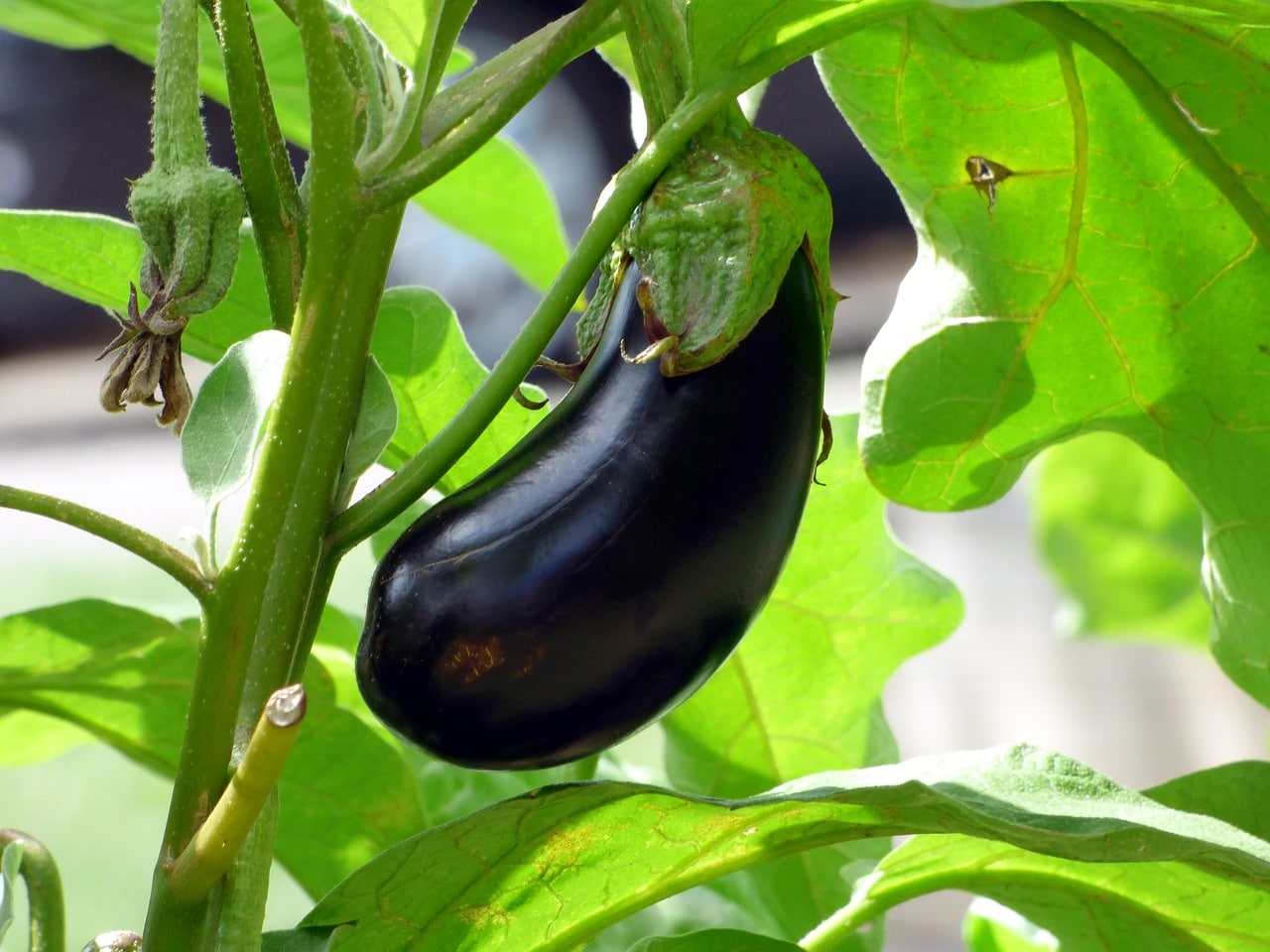 Planta de berenjena