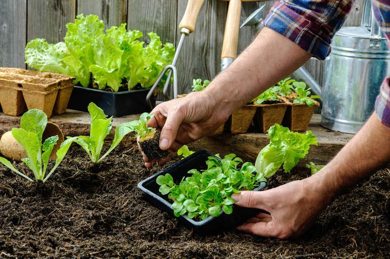 Semillas Batlle para huerto urbano y horticultura sostenible