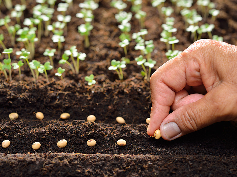 Semillas Batlle para huerto urbano y horticultura sostenible