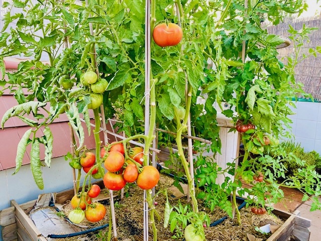 Tomates cultivados en cajón