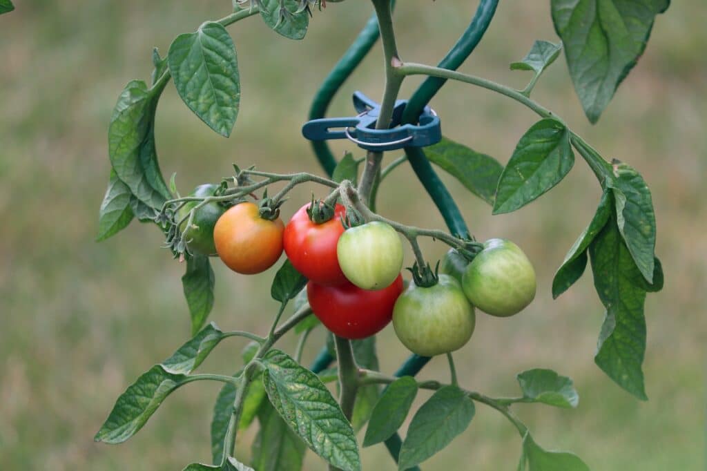 Cultivo del Tomate
