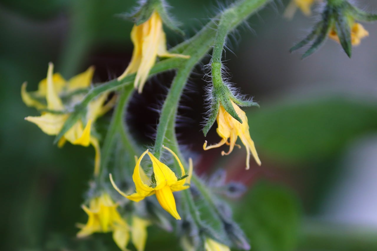 Detalle flor del tomate