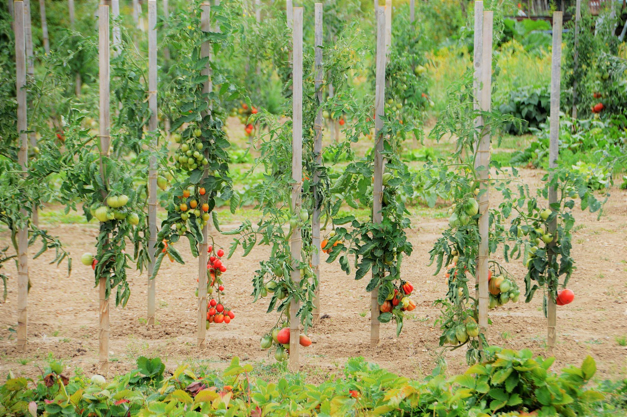 Tomateras enturadas