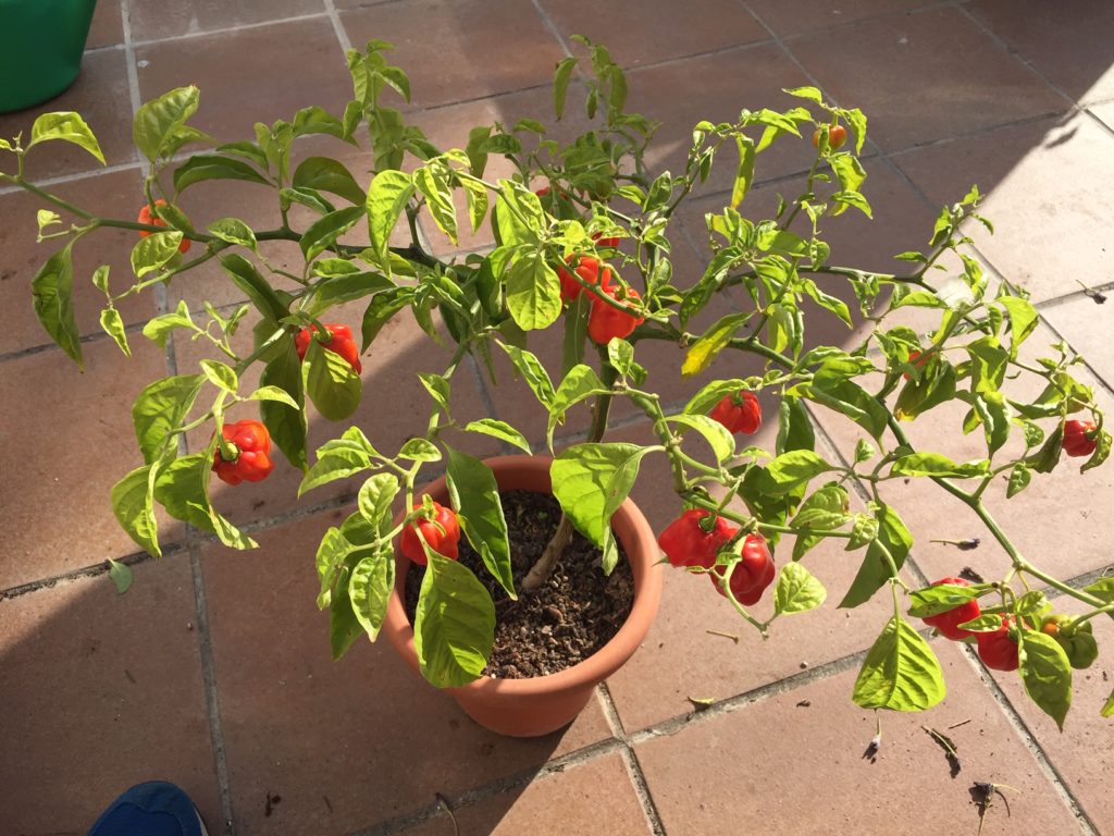 Primer año de cultivo de mi planta de chile habanero