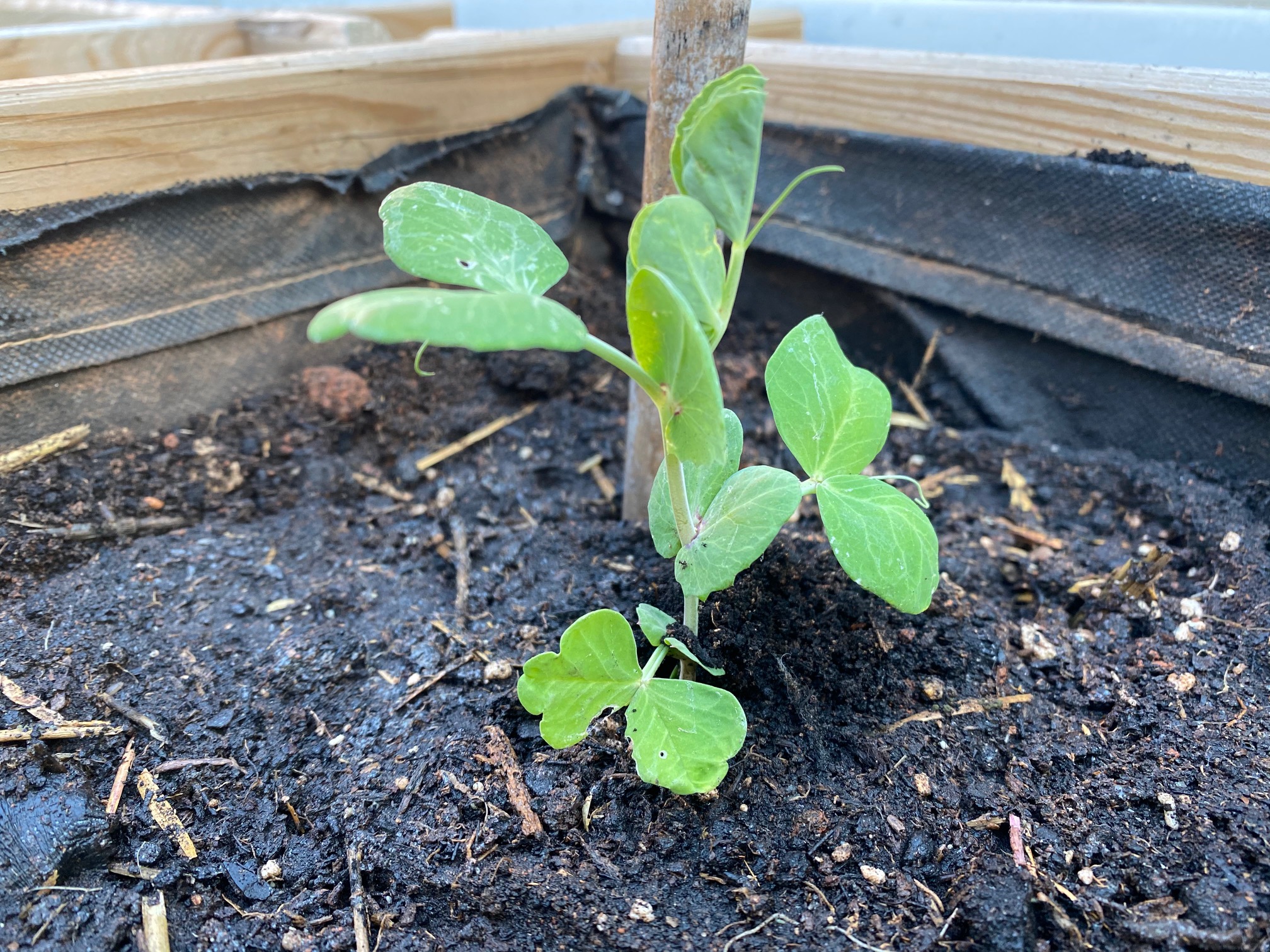 Cultivo del tirabeque