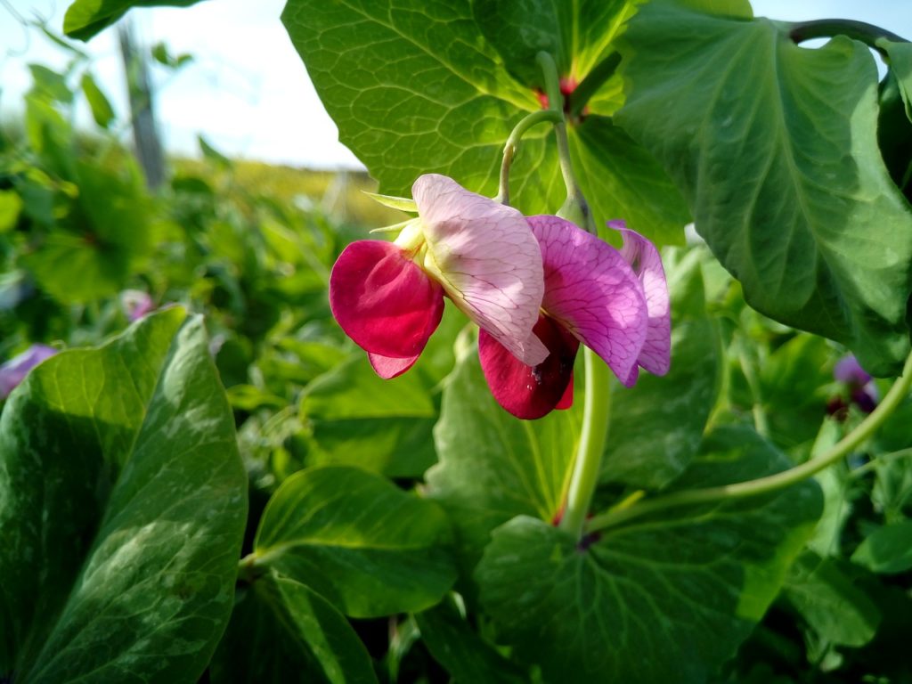 Flor del tirabeque