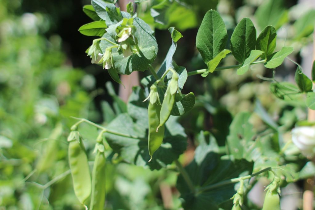 Planta de Tirabeque