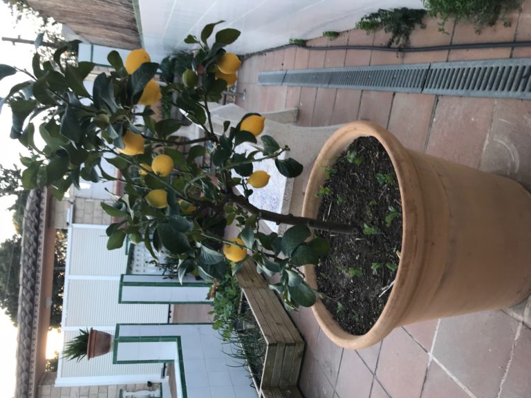 🍋Cómo plantar y cuidar un limonero en maceta 🍋 - Cultivar mi Huerto