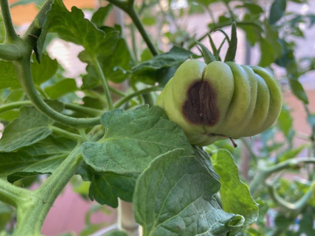 Tomate con deficiencia de calcio o podredumbre apical