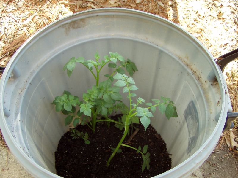 Cultivo patatas en maceta en el huerto urbano