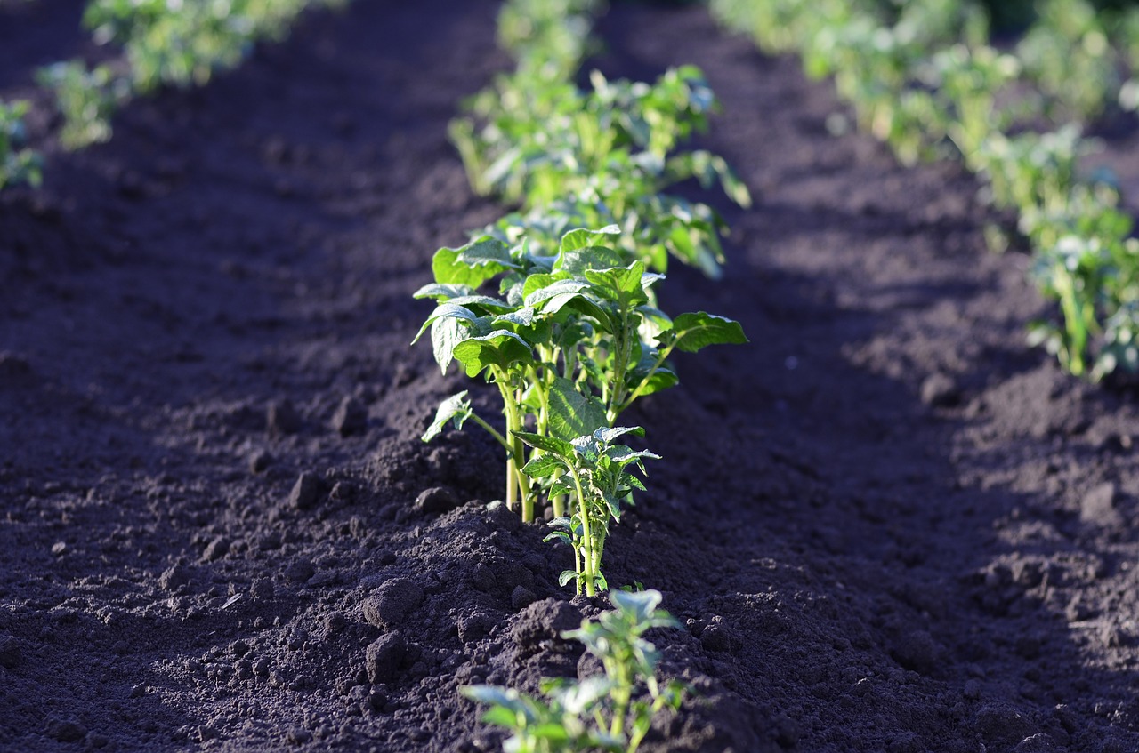 Cultivar patatas en bancales